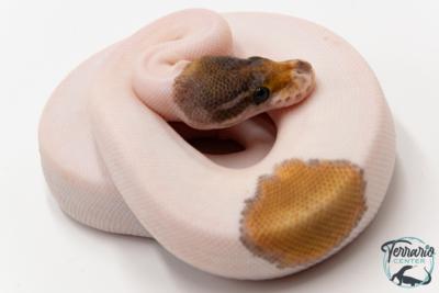 Python royal - Python regius Piebald Mojave