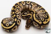 Python royal - Python Regius Mojave Yellow Belly