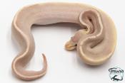 Python royal - Python regius Banana Black Pastel Mojave Pastel
