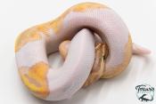Python royal - Python regius Banana Pastel Piebald