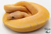 Python royal - Python regius Banana Pinstripe Yellow Belly