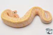Python royal - Python regius Banana Lemon Blast Yellow Belly