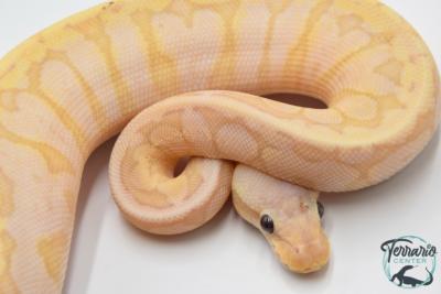 Python royal - Python regius Banana Lemon Blast Yellow Belly