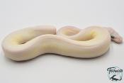 Python royal - Python regius Leucistic Enchi (Poss Super Enchi)
