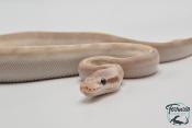 Python royal - Python regius Purple Passion Pastel