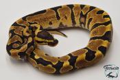 Python royal - Python regius Super Enchi