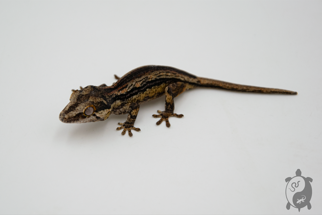 Rhacodactylus auriculatus - Gecko gargouille - NCUE - PH2022111014285232