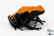 Adelphobates galactonotus - Dendrobate galactonotus - Grenouille poison Orange
