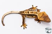 Correlophus ciliatus - Gecko à crête - NC 2025 -  36
