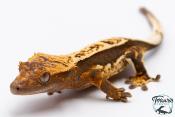 Correlophus ciliatus - Gecko à crête - NC 2025 -  36