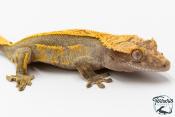 Correlophus ciliatus - Gecko à crête - NC 2025 -  50