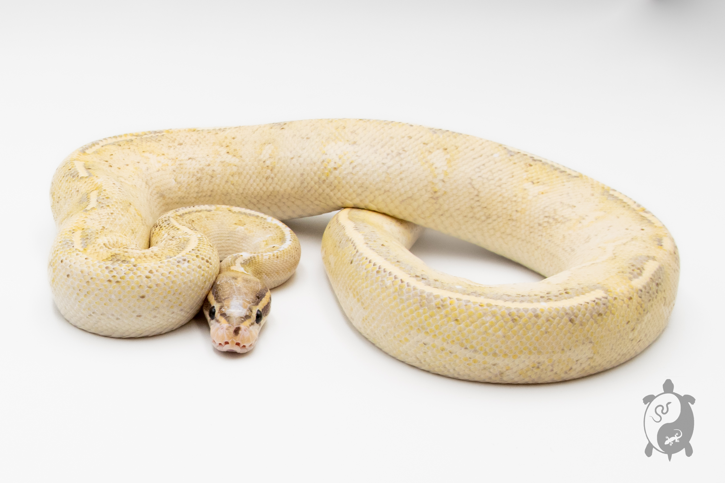 Python royal - Python regius Highway - Adulte