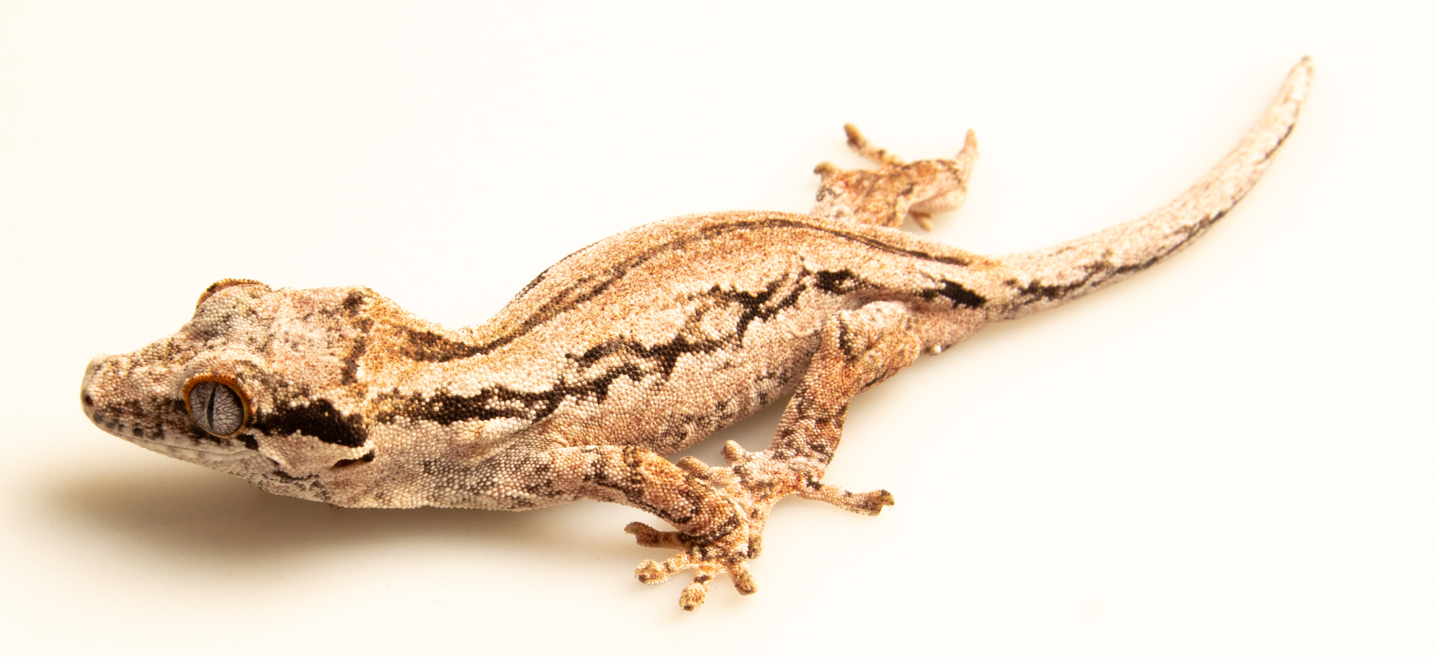 Rhacodactylus auriculatus - Gecko gargouille - Mâle NC - 250228500087820