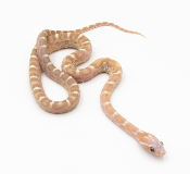 Serpent des blés - Pantherophis guttatus Goldust Scaleless
