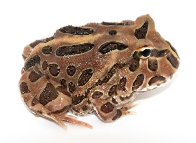 Grenouille cornue - Ceratophrys cranwelli Coffee