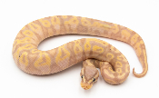 Python royal - Python regius Banana Pastel