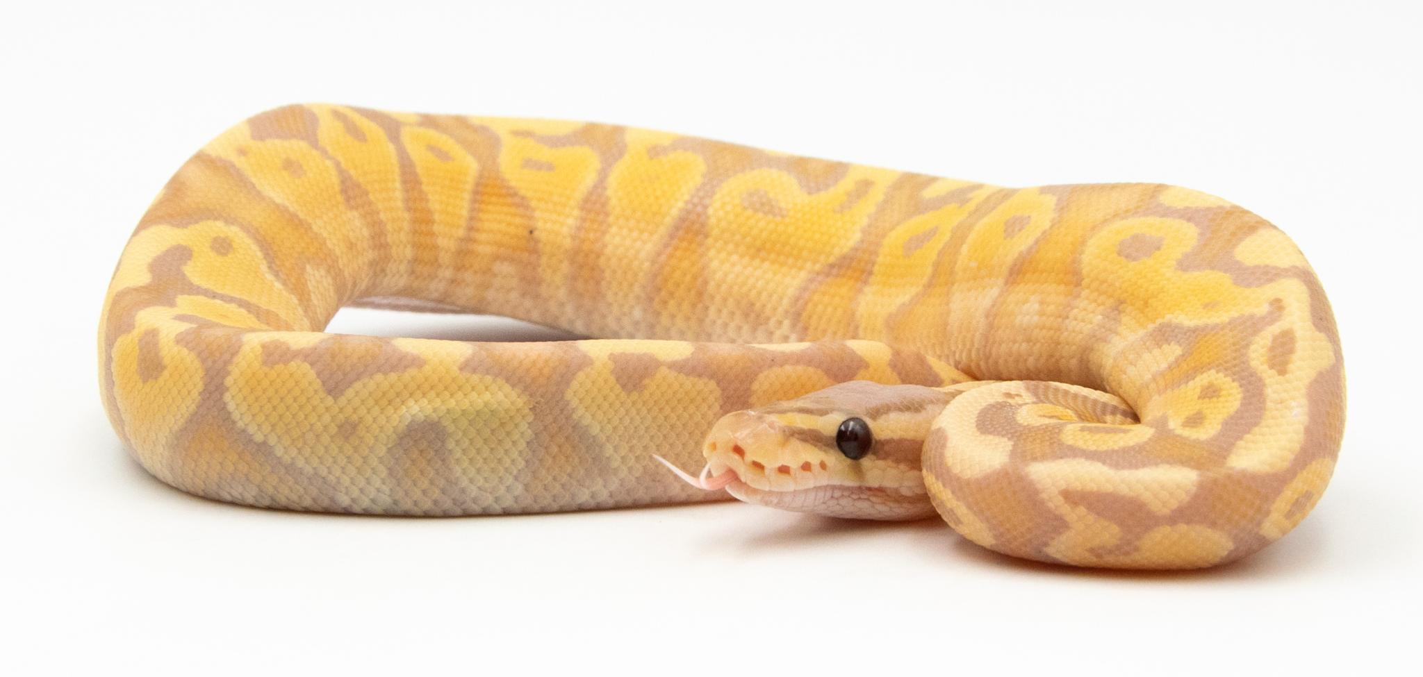 Python royal - Python regius Banana Pastel Yellow Belly