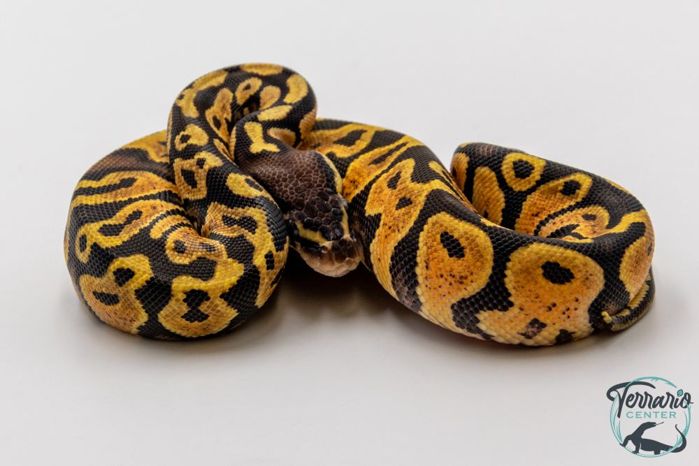 Python royal - Python regius Pastel Specter