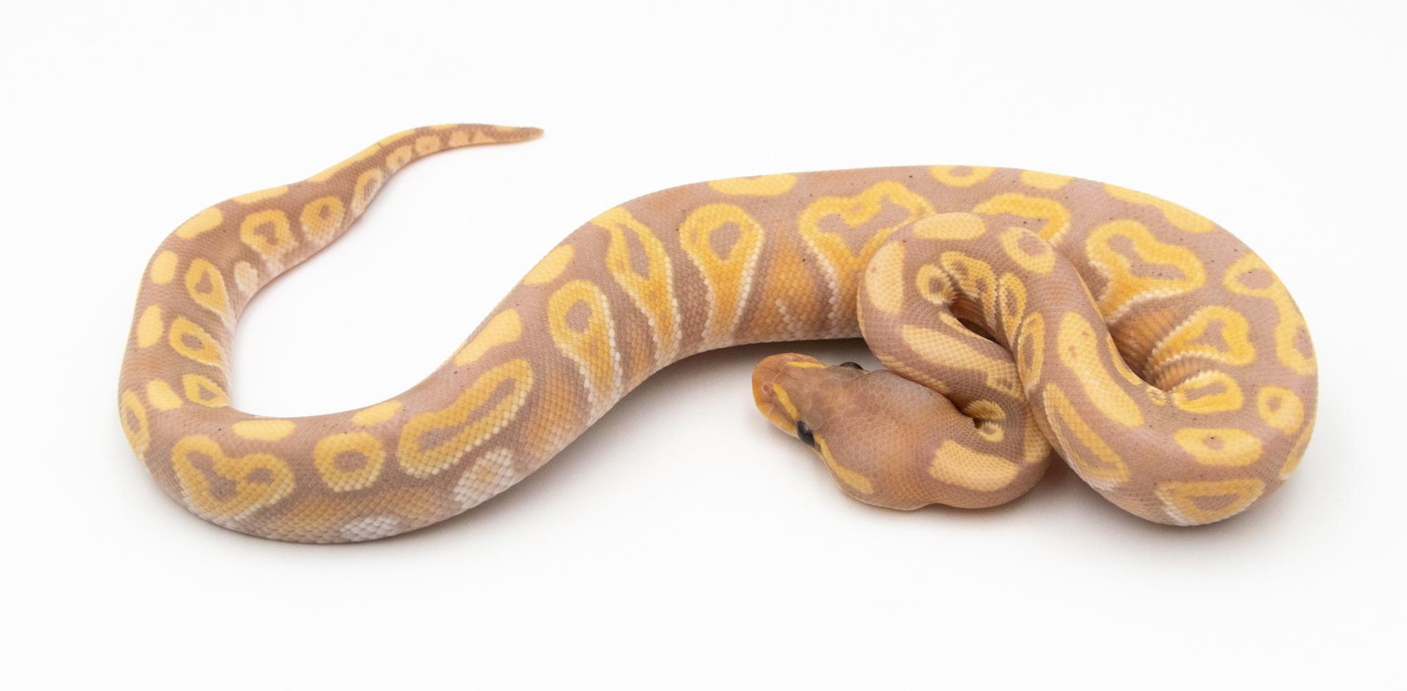Python royal - Python regius Banana Phantom
