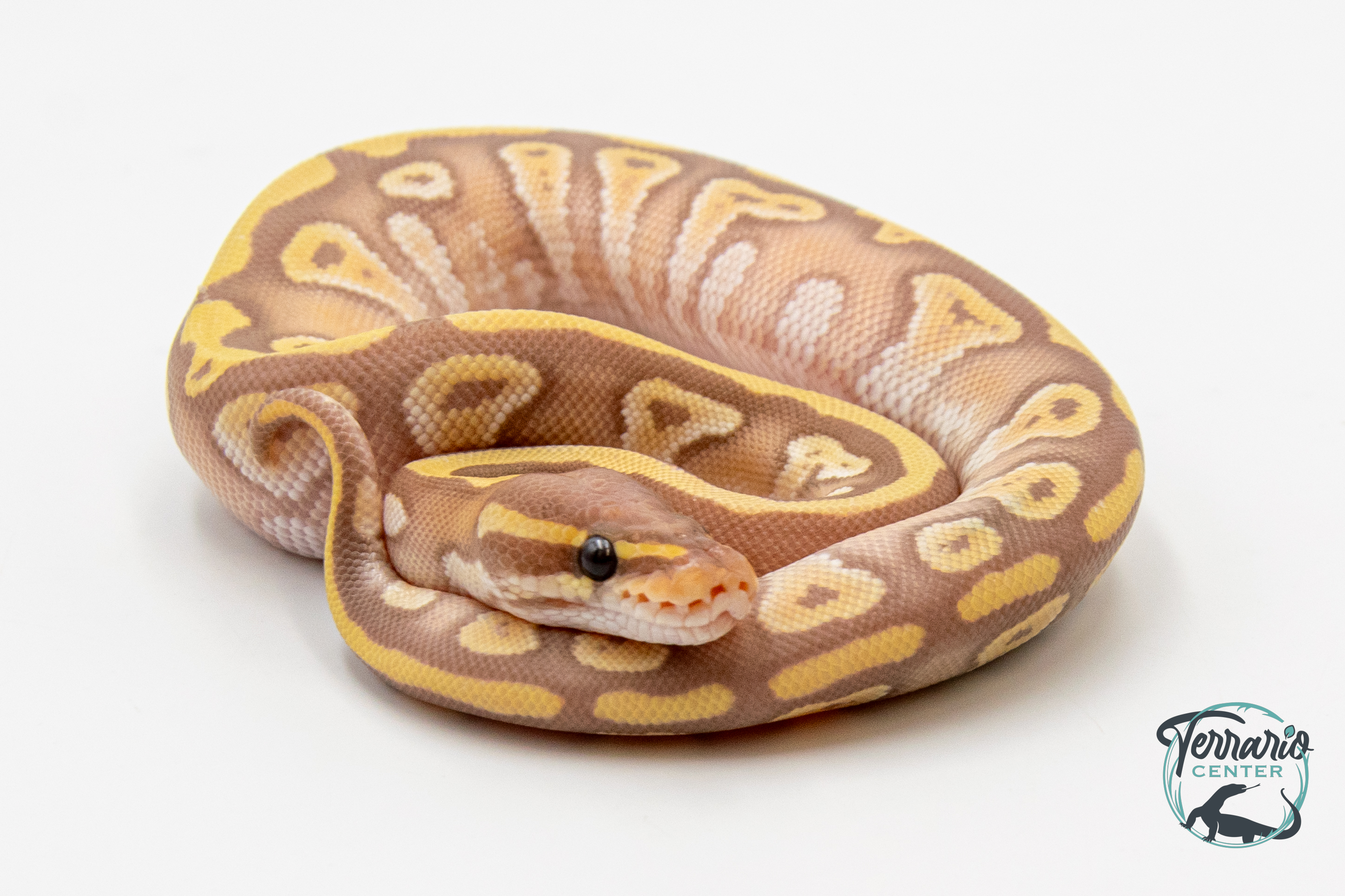 Python royal - Python regius Banana Mojave
