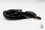 Boaedon fuliginosus Black Sub adultes - Serpent des maisons africain