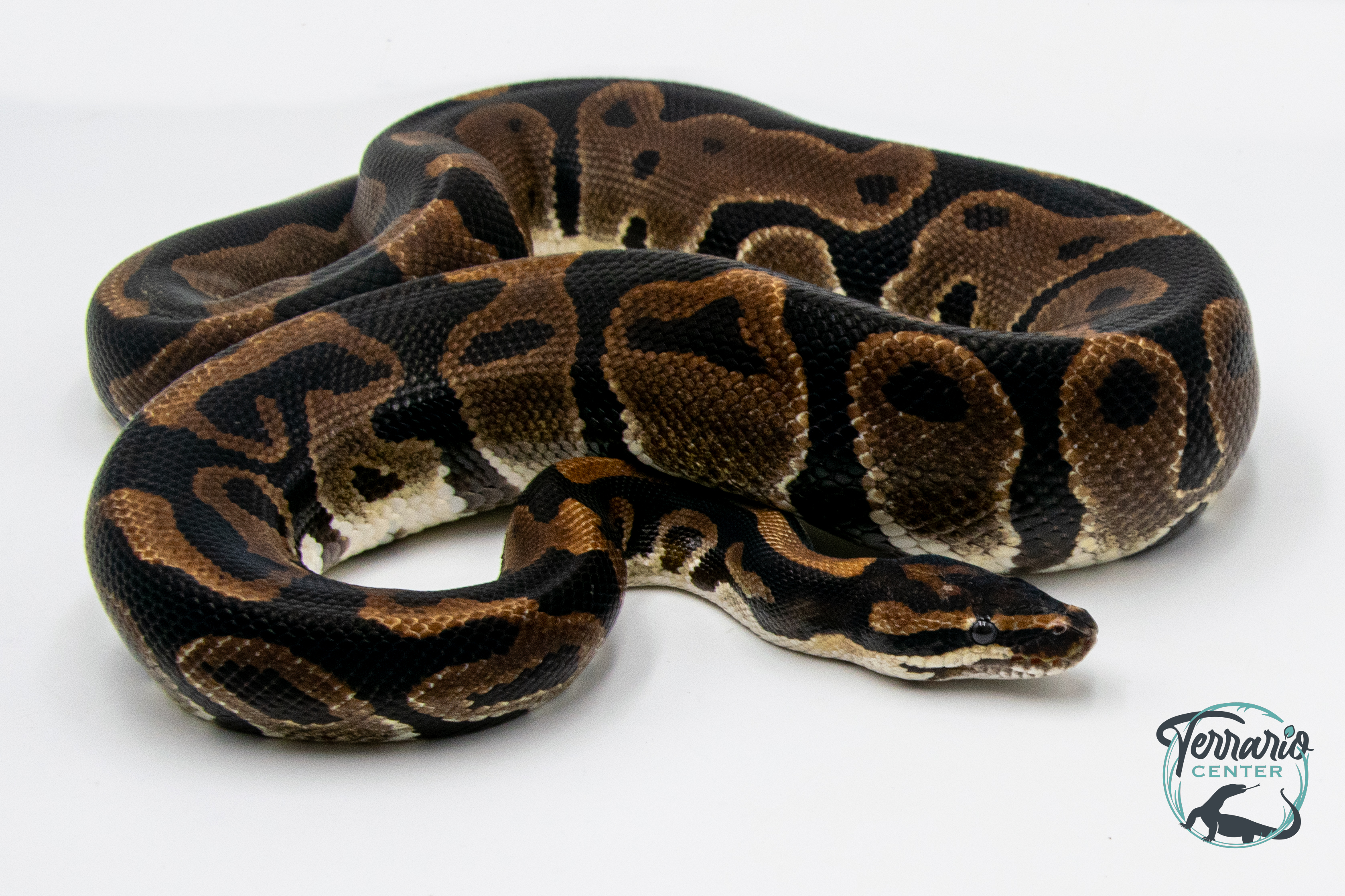 Python royal - Python regius Leopard het Desert Ghost - Adulte