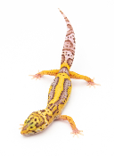 EM18 - Gecko Léopard - Eublepharis Macularius Bell - non sexé - NC 2022