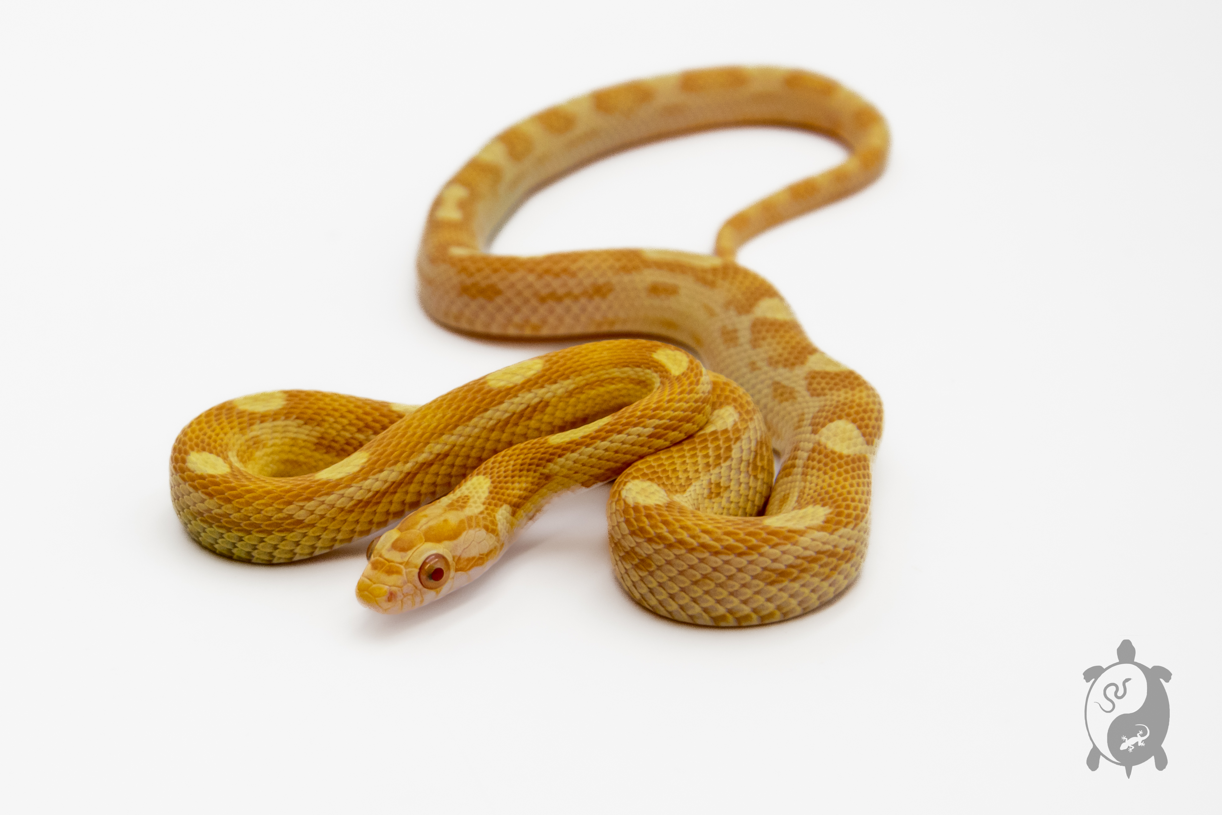 Serpent des blés - Pantherophis guttatus Butter Motley