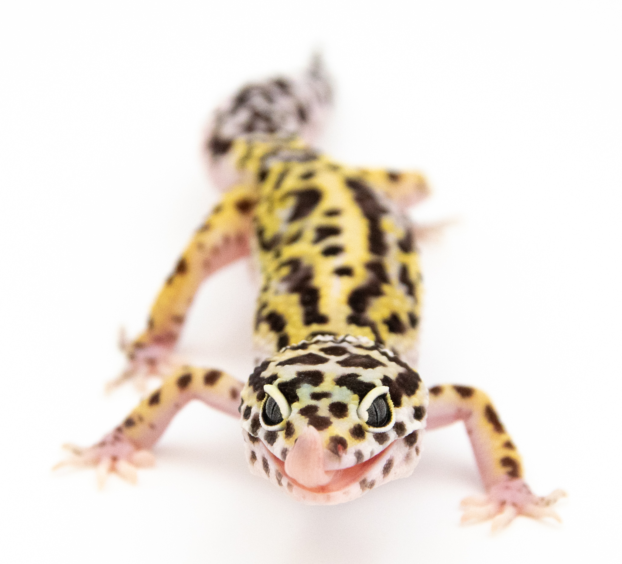 EJ142 - Gecko Léopard - Eublepharis Macularius Mack Snow het Bell - non sexé - NC 2021