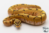 Python royal - Python regius Stinger Bee Hypo