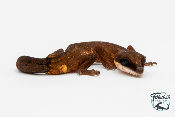 Aeluroscalabotes felinus - Gecko chat - NC 2025