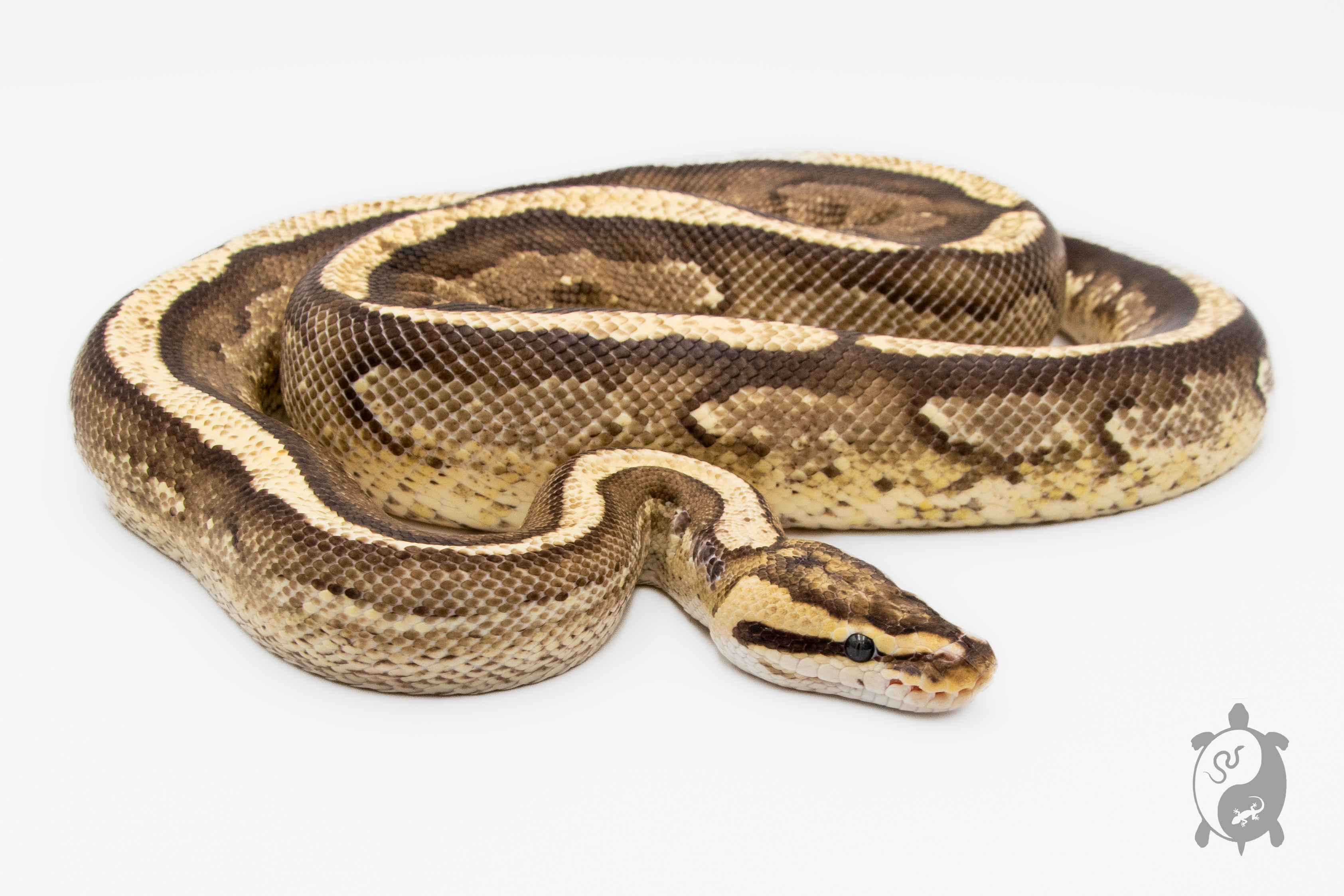 Python royal - Python regius Super Stripe - Adulte