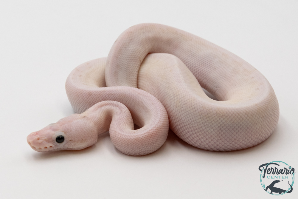 Python royal - Python regius Ivory Spider