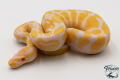 Python royal - Python regius Albinos