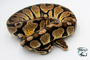 Python royal - Python regius Pastel - Adulte