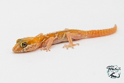 Paroedura picta - Gecko panthère - Albinos