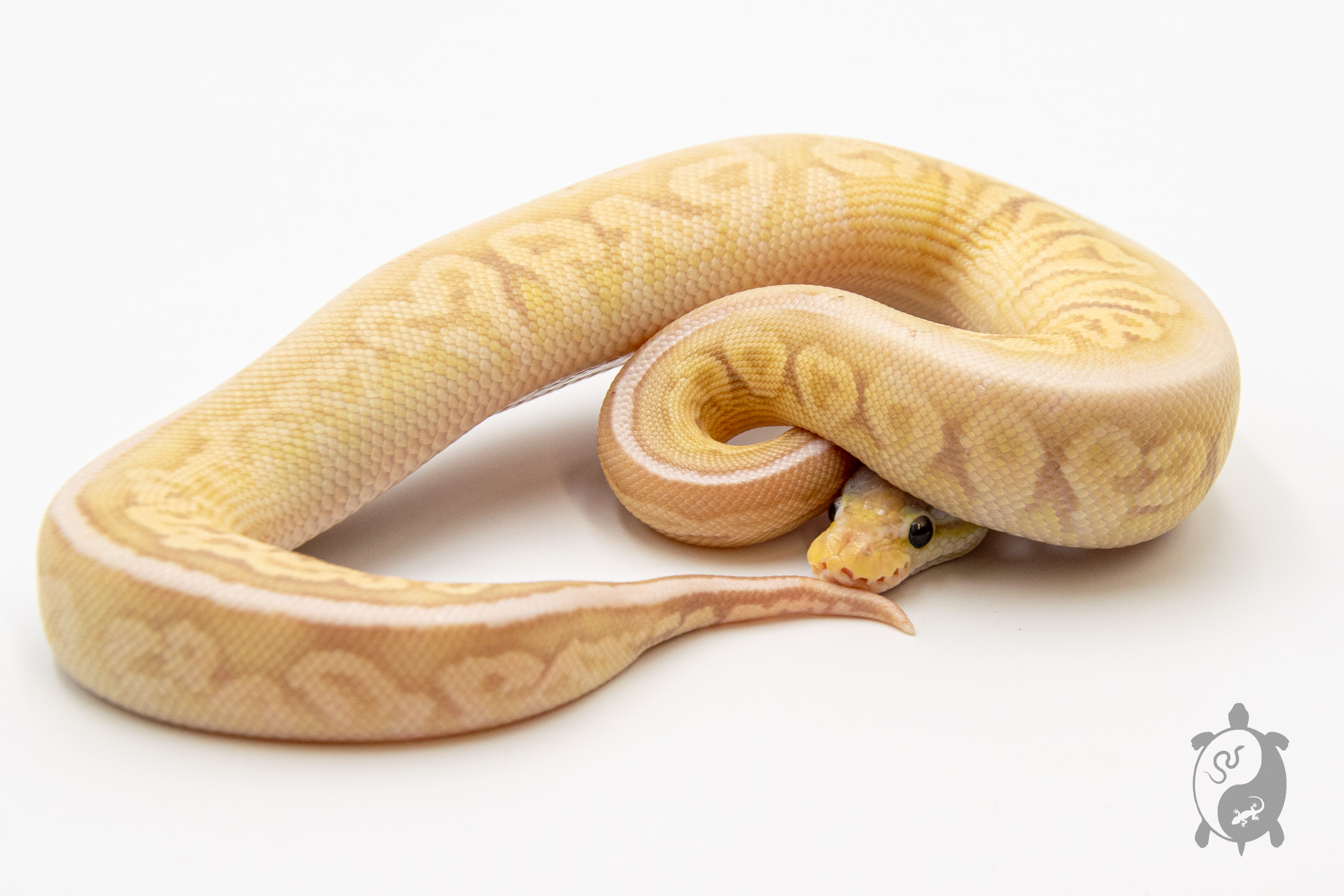 Python royal - Python regius Banana Pewter