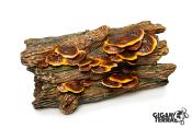 Tronc d'arbre Champignon - 20,5x11x10,5cm