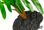 Plante sur pied - 55cm