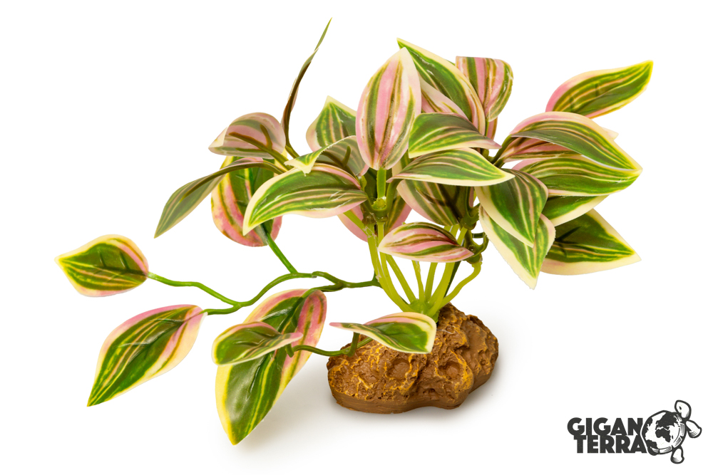 Tradescantia Rose sur Pied - 10 cm