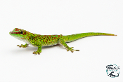 Phelsuma grandis - Gecko géant de Madagascar - High Red