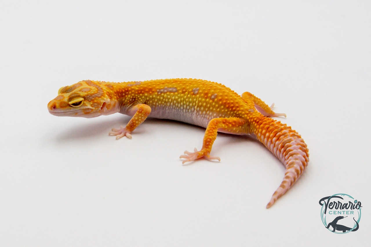 EM31 - Gecko Léopard - Eublepharis Macularius Tangerine Tremper - NC