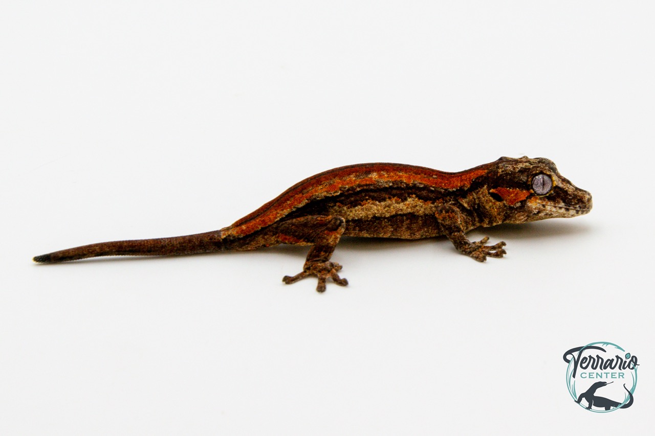 Rhacodactylus auriculatus - Gecko gargouille - 31 - NCUE - PH2024011010161051