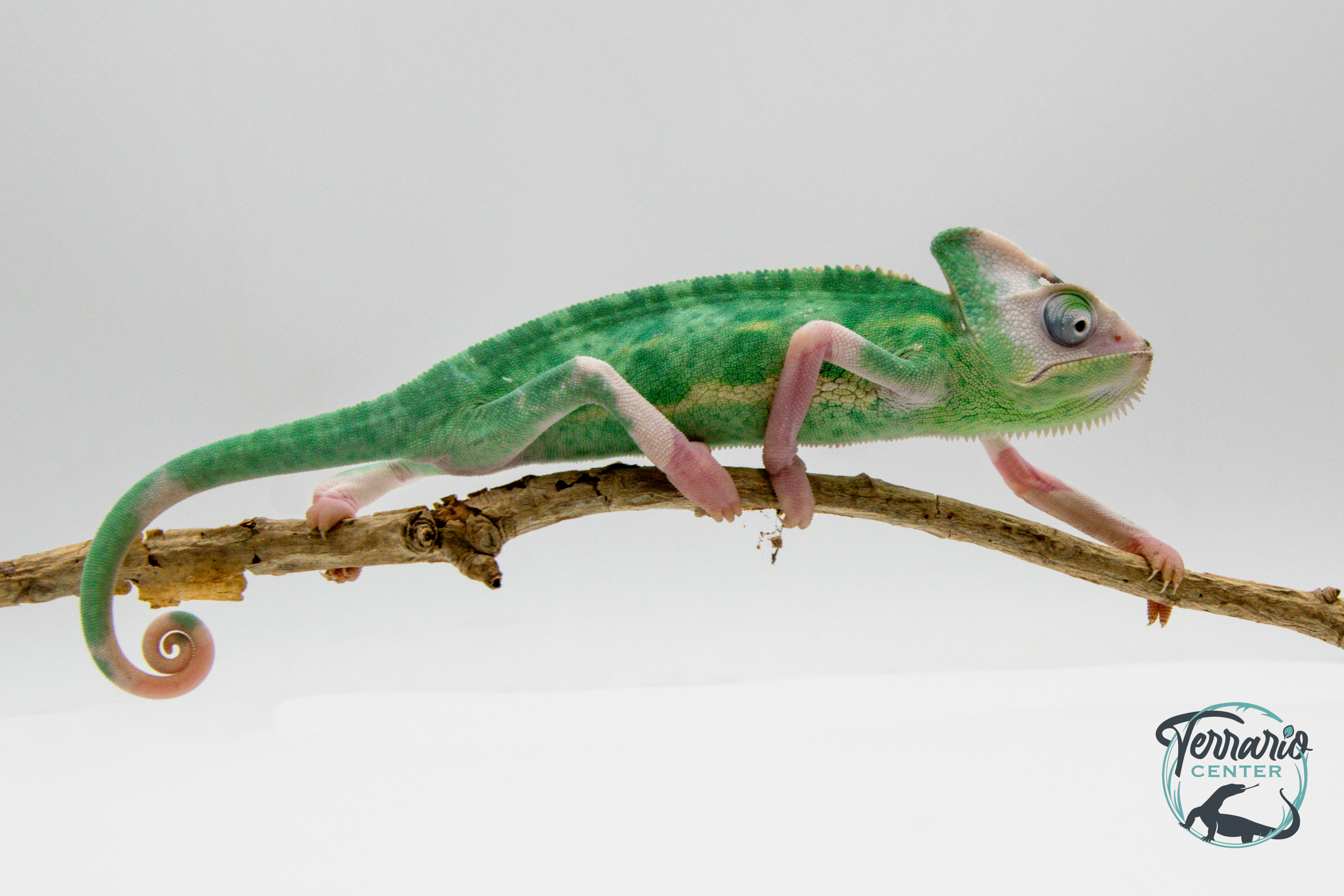 Chamaeleo calyptratus Piebald - Caméléon casqué du Yemen