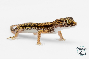 Stenodactylus petrii - Gecko des dunes