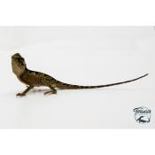 Acanthosaura lepidogaster - Dragon cornu des montagnes brun - Juvéniles NC