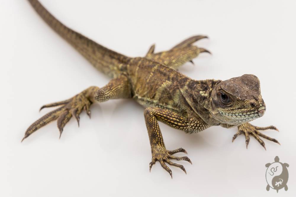 Hydrosaurus Amboinensis - Hydrosaure d'Amboine