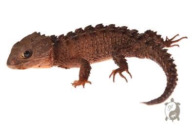 Tribolonotus novaeguineae - Scinque crocodile 