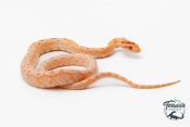 Serpent des blés - Pantherophis guttatus Okeetee Reverse Albinos Extreme