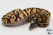 Python royal - Python regius Pastel Sugar